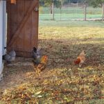 Nos poules pondeuses