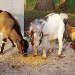 Biscottes et Seguin de vrai gourmand