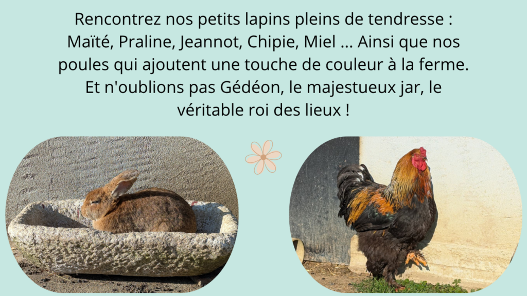 Nos charmants animaux riches en couleurs